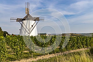 Vineyard near Windmill Retz, Lower Austria, Austria