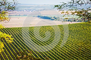 Vineyard with nearby fields