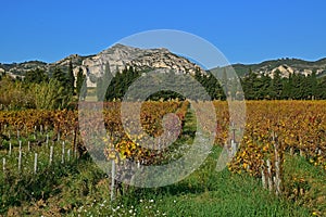 A vineyard nearby Saint Remy de Provence at the foothill of Alpilles, France