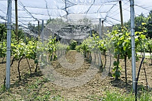 Vineyard Net