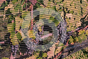 Vineyard Netting Over Purple Grapes in Loudon County, Virginia photo