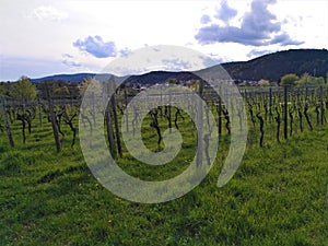 Vineyard between Neustadt Koenigsbach and Gimmeldingen