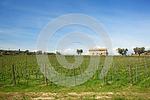 Vineyard with new vines and rustic building