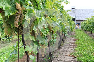 Vineyard in Niagara-on-the-lake, Ontario, Canada