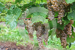 Vineyard in Niagara-on-the-lake, Ontario, Canada