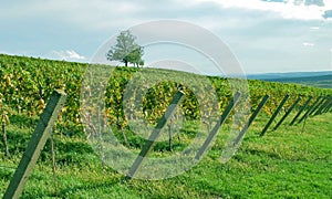 Vineyard and nice landscape
