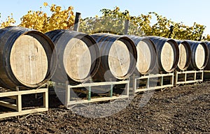 Vineyard Oak Barrels, Mid-Willamette Valley, Marion County, Western Oregon