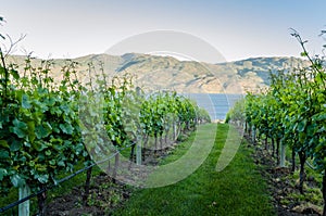 Vineyard in the Okanagan Valley at Sunset