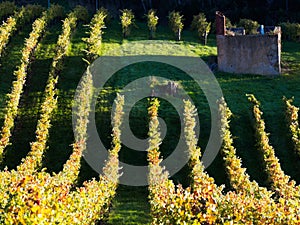 Vineyard with old farm house ruin in the Autumn