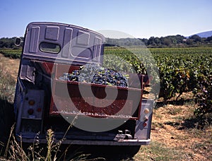 Vineyard with old french truck