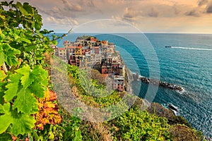 Vineyard and old town of Manarola,Italy,Europe