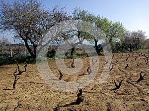 Vineyard with old vines surrounded by centuries-old almond trees