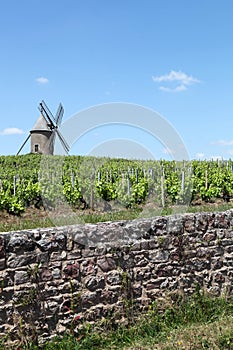 Vineyard with old windmill in Moulin a Vent, Beaujolais