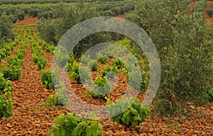 Vineyard in olive grove