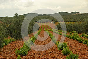Vineyard in olive grove
