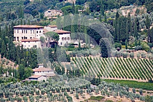 Vineyard and olive trees