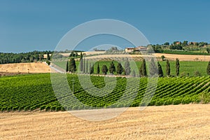 Vineyard in Orcia Valley, Tuscany