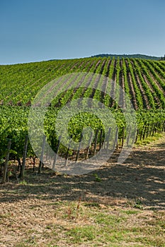 Vineyard in Orcia Valley, Tuscany