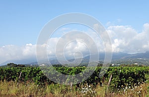 Vineyard in oriental plain of Corsica