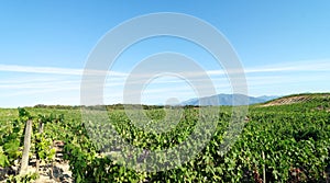 Vineyard in oriental plain of Corsica