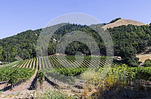 Vineyard photo