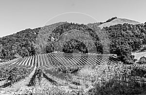 Vineyard outside Santa Rosa California bw