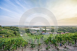 Vineyard over Rollsdorf in Mansfelder Land