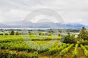 Vineyard Overlooking Okanagan Lake Kelowna BC Canada