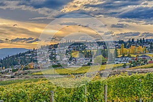 Vineyard Overlooking Okanagan Lake Kelowna BC Canada