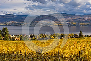 Vineyard Overlooking Okanagan Lake Kelowna BC Canada