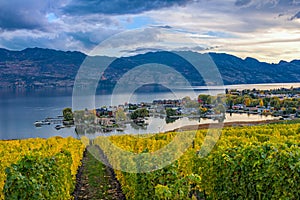 Vineyard Overlooking Okanagan Lake Kelowna BC Canada