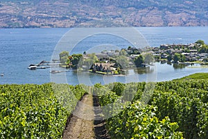 Vineyard Overlooking Okanagan Lake Kelowna BC Canada