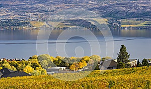 Vineyard Overlooking Okanagan Lake Kelowna BC Canada photo