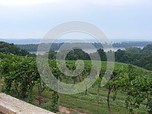 Vineyard overlooking the river