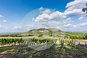 Vineyard at Palava at czech republic, national park, wine and agriculture, summer sky with white clouds