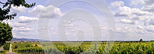 Vineyard pano