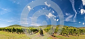 Vineyard panorama