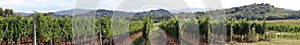 Vineyard panorama