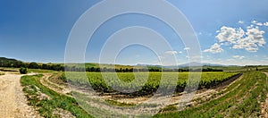 Vineyard Panorama