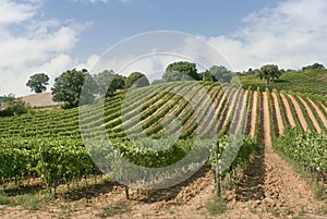 Vineyard panorama