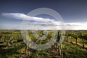 Vineyard panorama