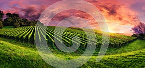 Vineyard panorama at magnificent sunset