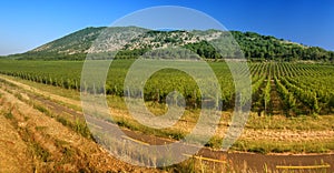 Vineyard in panorama view