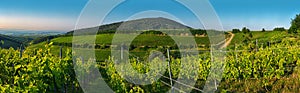 Vineyard in panorama view