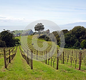 Vineyard Panorama on Waiheke Island, Auckland, New Zealand