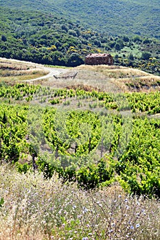 Vineyrad in Patrimonio photo