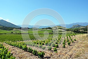 Vineyard in Patrimonio photo