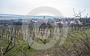 Vineyard with Pavlov village and Nove Mlyny water reservoir in South Moravia