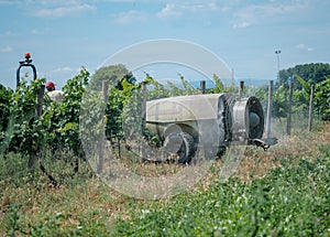 Vineyard pest treatment in the summer in Spain