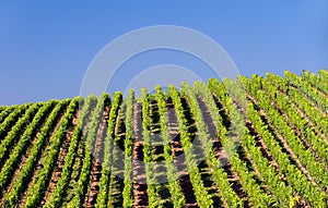 Vineyard in Pfalz, GermanyGermany